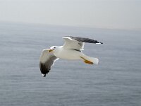 Larus fuscus 30, Kleine mantelmeeuw, Saxifraga-Piet Munsterman