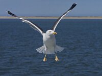 Larus fuscus 46, Kleine mantelmeeuw, Saxifraga-Rik Kruit