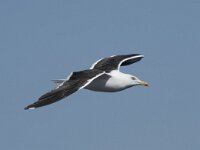 Larus fuscus 67, Kleine mantelmeeuw, Saxifraga-Willem van Kruijsbergen