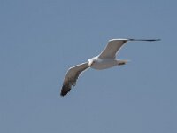Larus fuscus 70, Kleine mantelmeeuw, Saxifraga-Willem van Kruijsbergen