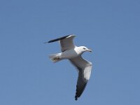 Larus fuscus 71, Kleine mantelmeeuw, Saxifraga-Willem van Kruijsbergen