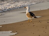Larus fuscus 73, Kleine maletelmeeuw, adult, Saxifraga-Theo Verstrael