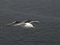 Larus fuscus ssp intermedius 15, Kleine mantelmeeuw, Saxifraga-Willem van Kruijsbergen