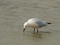 Larus genei 17, Dunsnavelmeeuw, Saxifraga-Willem van Kruijsbergen