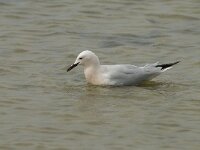 Larus genei 19, Dunsnavelmeeuw, Saxifraga-Willem van Kruijsbergen