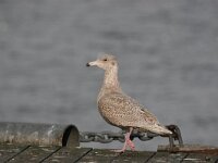 Larus hyperboreus 16, Grote burgemeester, Saxifraga-Bart Vastenhouw
