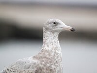 Larus hyperboreus 18, Grote burgemeester, Saxifraga-Bart Vastenhouw