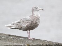Larus hyperboreus 19, Grote burgemeester, Saxifraga-Bart Vastenhouw