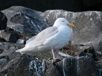 Larus hyperboreus 22, Grote burgemeester, Saxifraga-Bart Vastenhouw