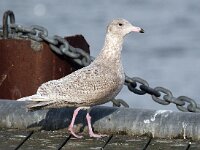 Larus hyperboreus 24, Grote burgemeester, Saxifraga-Bart Vastenhouw