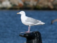 Larus hyperboreus 25, Grote burgemeester, Saxifraga-Bart Vastenhouw