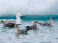 Larus hyperboreus 27, Grote burgemeester, Saxifraga-Bart Vastenhouw