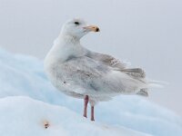 Larus hyperboreus 32, Grote burgemeester, Saxifraga-Bart Vastenhouw