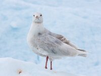 Larus hyperboreus 33, Grote burgemeester, Saxifraga-Bart Vastenhouw