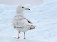 Larus hyperboreus 35, Grote burgemeester, Saxifraga-Bart Vastenhouw