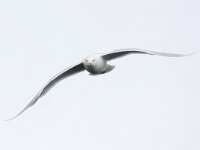 Larus hyperboreus 39, Grote burgemeester, Saxifraga-Bart Vastenhouw