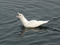 Larus hyperboreus 4, Grote burgemeester, Saxifraga-Piet Munsterman