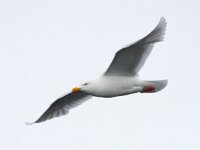 Larus hyperboreus 42, Grote burgemeester, Saxifraga-Bart Vastenhouw