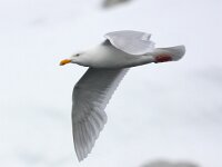 Larus hyperboreus 44, Grote burgemeester, Saxifraga-Bart Vastenhouw
