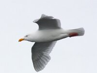 Larus hyperboreus 45, Grote burgemeester, Saxifraga-Bart Vastenhouw