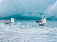 Larus hyperboreus 47, Grote burgemeester, Saxifraga-Bart Vastenhouw