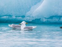 Larus hyperboreus 49, Grote burgemeester, Saxifraga-Bart Vastenhouw