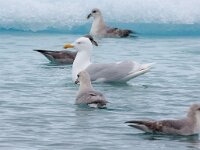 Larus hyperboreus 52, Grote burgemeester, Saxifraga-Bart Vastenhouw