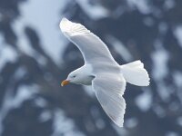 Larus hyperboreus 54, Grote burgemeester, Saxifraga-Bart Vastenhouw