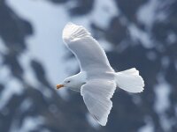 Larus hyperboreus 57, Grote burgemeester, Saxifraga-Bart Vastenhouw