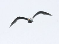 Larus hyperboreus 58, Grote burgemeester, Saxifraga-Bart Vastenhouw