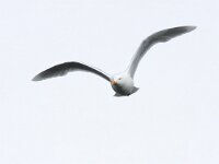 Larus hyperboreus 59, Grote burgemeester, Saxifraga-Bart Vastenhouw