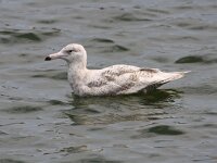 Larus hyperboreus 61, Grote Burgemeester, Saxifraga-Peter Meininger