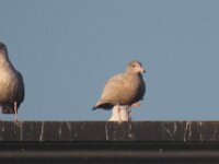 Larus hyperboreus 62, Grote burgemeester, Saxifraga-Henk Sierdsema