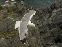 Larus michahellis 10, Geelpootmeeuw, Saxifraga-Jan van der Straaten