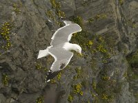 Larus michahellis 12, Geelpootmeeuw, Saxifraga-Jan van der Straaten