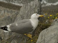 Larus michahellis 19, Geelpootmeeuw, Saxifraga-Willem van Kruijsbergen