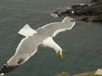Larus michahellis 23, Geelpootmeeuw, Saxifraga-Willem van Kruijsbergen