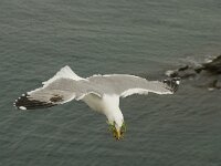 Larus michahellis 24, Geelpootmeeuw, Saxifraga-Willem van Kruijsbergen