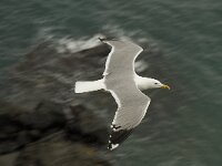 Larus michahellis 25, Geelpootmeeuw, Saxifraga-Willem van Kruijsbergen