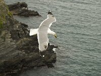 Larus michahellis 26, Geelpootmeeuw, Saxifraga-Willem van Kruijsbergen