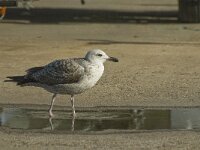 Larus michahellis 28, Geelpootmeeuw, Saxifraga-Jan van der Straaten