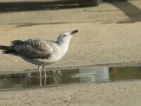 Larus michahellis 29, Geelpootmeeuw, Saxifraga-Jan van der Straaten