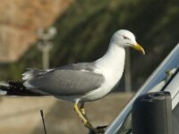Larus michahellis 31, Geelpootmeeuw, Saxifraga-Jan van der Straaten