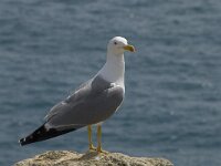 Larus michahellis 37, Geelpootmeeuw, Saxifraga-Willem van Kruijsbergen