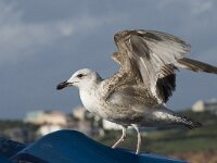 Larus michahellis 39, Geelpootmeeuw, Saxifraga-Willem van Kruijsbergen