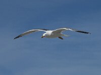 Larus michahellis 43, Geelpootmeeuw, Saxifraga-Willem van Kruijsbergen