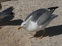 Larus michahellis 44, Geelpootmeeuw, Saxifraga-Willem van Kruijsbergen