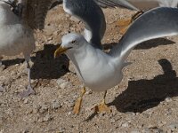 Larus michahellis 45, Geelpootmeeuw, Saxifraga-Willem van Kruijsbergen