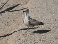 Larus michahellis 48, Geelpootmeeuw, Saxifraga-Willem van Kruijsbergen
