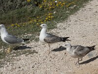 Larus michahellis 50, Geelpootmeeuw, Saxifraga-Willem van Kruijsbergen